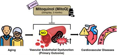 Mitochondrial-targeted antioxidant supplementation for improving age-related vascular dysfunction in humans: A study protocol